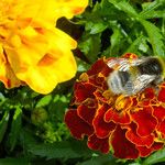 Tagetes erecta 花