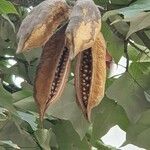 Brachychiton discolor Fruit