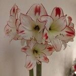 Hippeastrum reginaeΛουλούδι