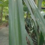 Aechmea magdalenae Leaf