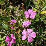 Dianthus glacialis Blüte