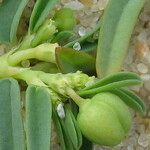 Euphorbia polygonifolia Ffrwyth