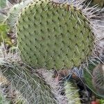 Opuntia leucotricha Blad