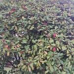 Photinia serratifolia Fulla