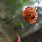 Fritillaria recurva Цветок