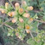 Pentanema squarrosum Flower