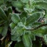 Draba dubia Hoja