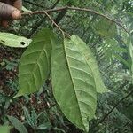 Coelocaryon preussii Hoja