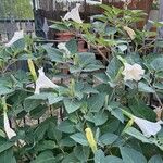 Datura innoxia Folla