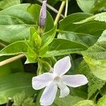 Vinca difformis Fuelha