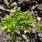 Rubia fruticosa Hoja