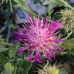 Centaurea sphaerocephala 花