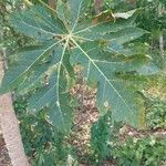 Carica papaya Leaf