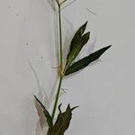 Persicaria lapathifoliaFlower