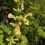 Salvia glutinosa Flower