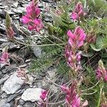 Onobrychis montana Flor