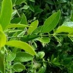 Azima tetracantha Leaf