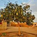 Albizia lebbeck फल