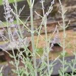 Salvia abrotanoides Blüte