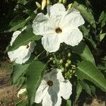 Ipomoea arborescens Flower