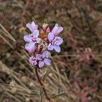 Ernestia confertiflora Flor