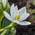 Ornithogalum balansae Flower