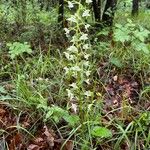 Platanthera chloranthaЦветок