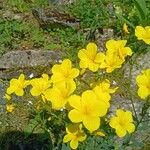 Linum flavum Λουλούδι