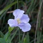 Mimulus ringens Kvet