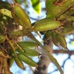 Campylocentrum neglectum ᱡᱚ