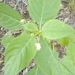 Impatiens parviflora Flower