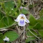 Craterostigma hirsutum Hábito