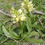 Dactylorhiza sambucina Цвят