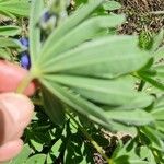 Lupinus cosentinii Лист