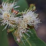 Syzygium guineense Flor