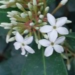 Acokanthera oblongifolia Flor