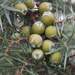 Juniperus oxycedrus Fruit