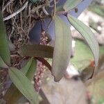 Rhipidoglossum rutilum Leaf