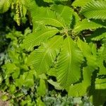 Quercus pontica Blatt