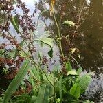 Rumex hydrolapathum Leaf