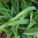 Tradescantia × andersoniana Leaf