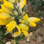 Ulex minor花