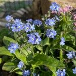 Myosotis sylvatica Λουλούδι