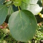 Cordia obliquaFulla