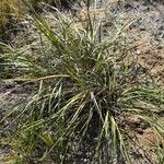 Tripsacum dactyloides Levél