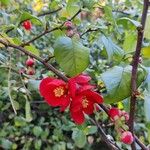 Chaenomeles × superba Flower