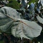 Coccoloba uvifera Blatt