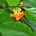 Cordia subcordata Blüte