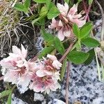 Trifolium pallescens 花