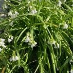 Allium triquetrum 花